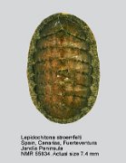Lepidochitona stroemfelti (6)